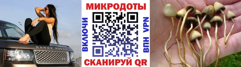 Псилоцибиновые грибы Magic Shrooms  купить закладку  площадка как зайти  Армавир 